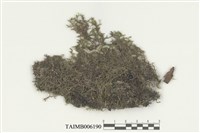 藏品(列胞耳葉蘚)的圖片